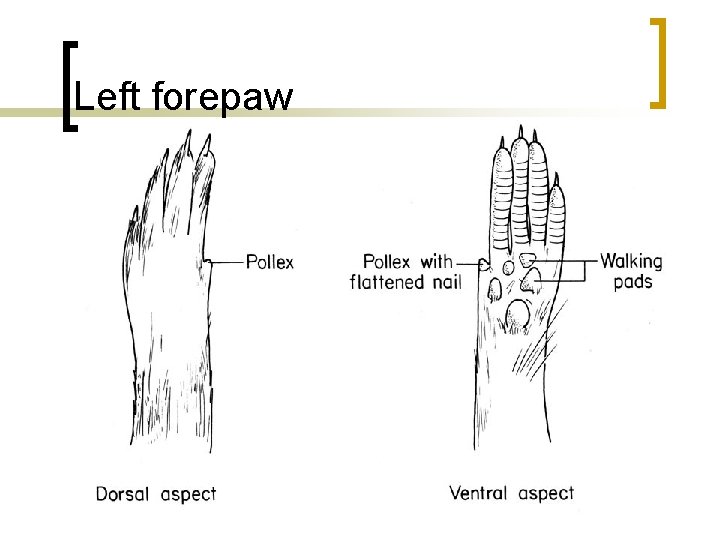 Left forepaw 