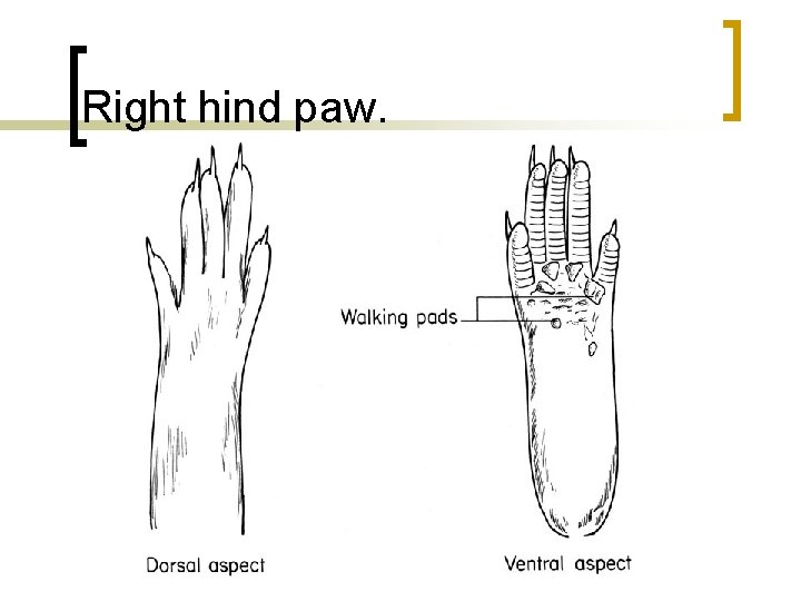 Right hind paw. 