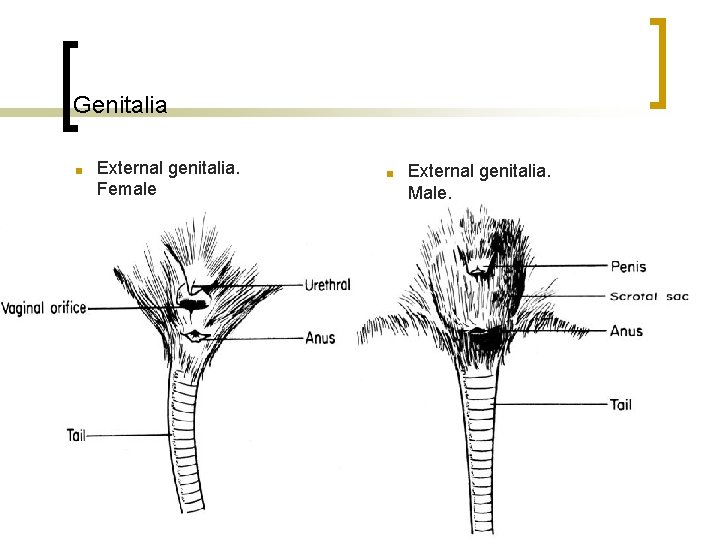 Genitalia ■ External genitalia. Female ■ External genitalia. Male. 