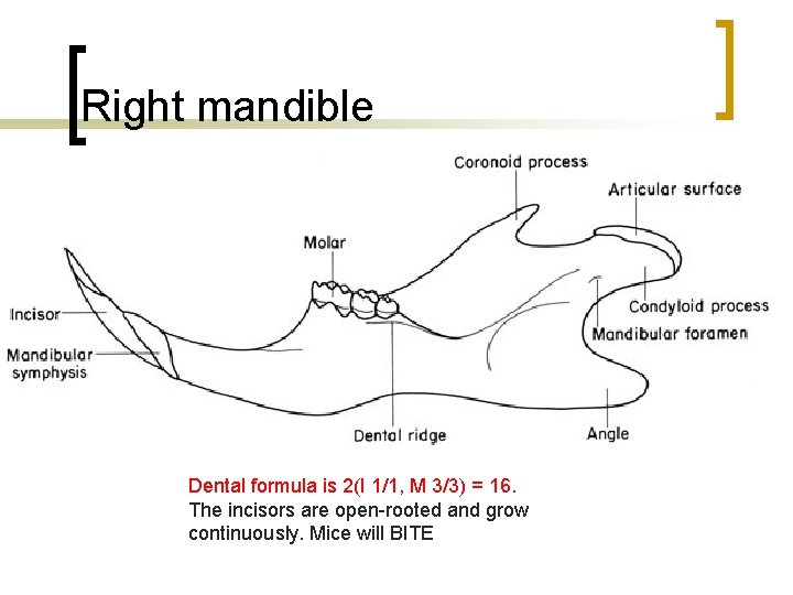 Right mandible Dental formula is 2(I 1/1, M 3/3) = 16. The incisors are