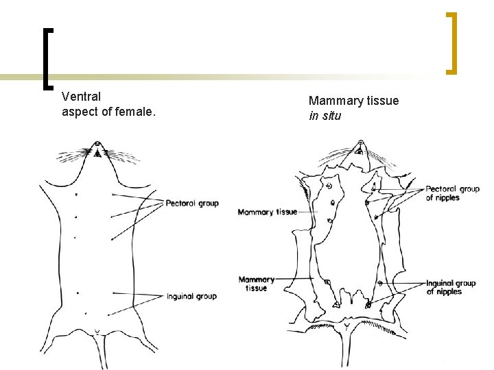 Ventral aspect of female. Mammary tissue in situ 