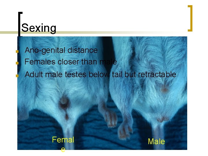 Sexing ■ Ano-genital distance Females closer than male ■ Adult male testes below tail