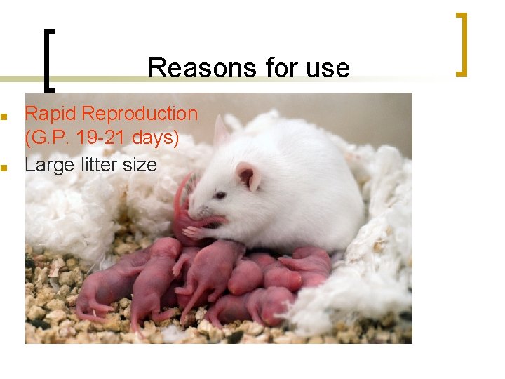 ■ ■ Reasons for use Rapid Reproduction (G. P. 19 -21 days) Large litter