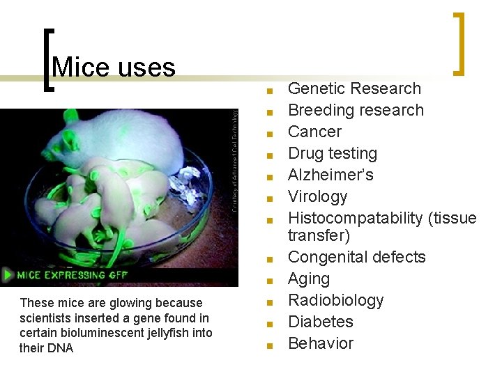 Mice uses ■ ■ ■ ■ ■ These mice are glowing because scientists inserted