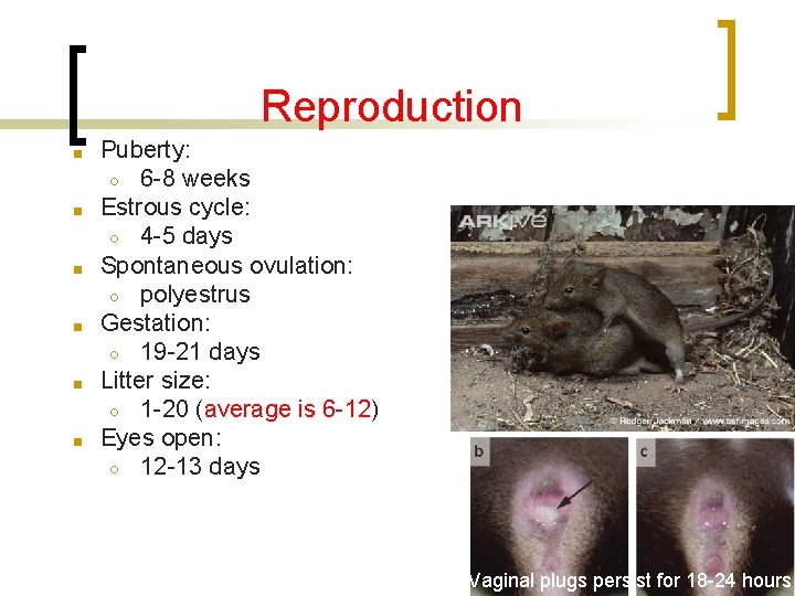 Reproduction ■ ■ ■ Puberty: ○ 6 -8 weeks Estrous cycle: ○ 4 -5