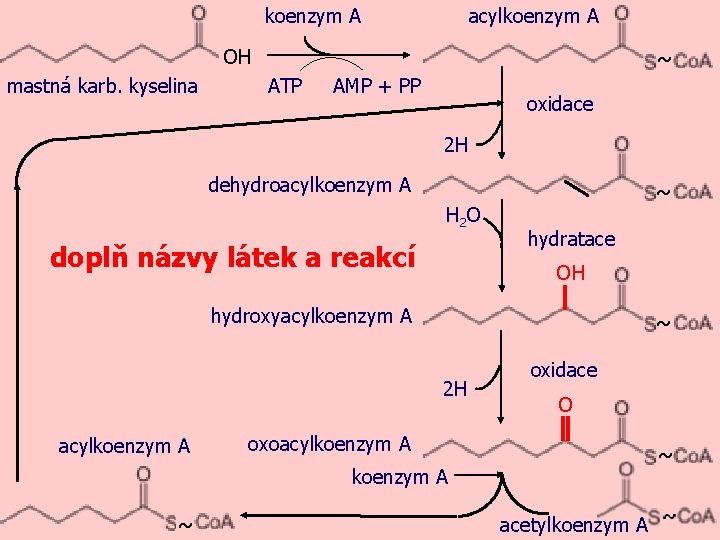 obr. 1 koenzym A acylkoenzym A OH mastná karb. kyselina ~ ATP AMP +