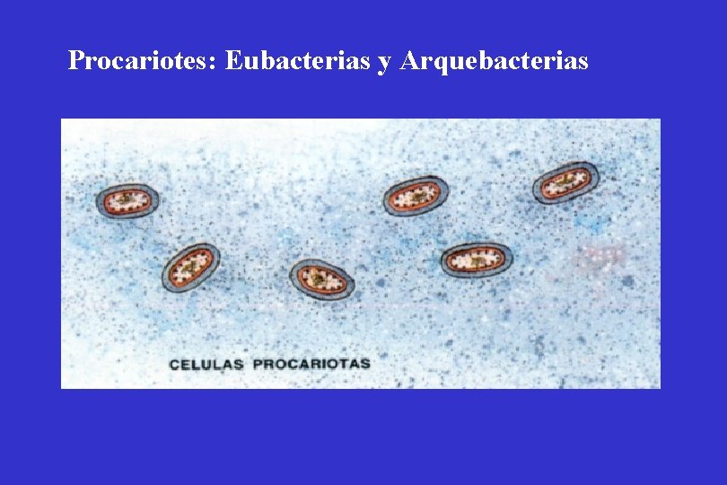 Procariotes: Eubacterias y Arquebacterias 