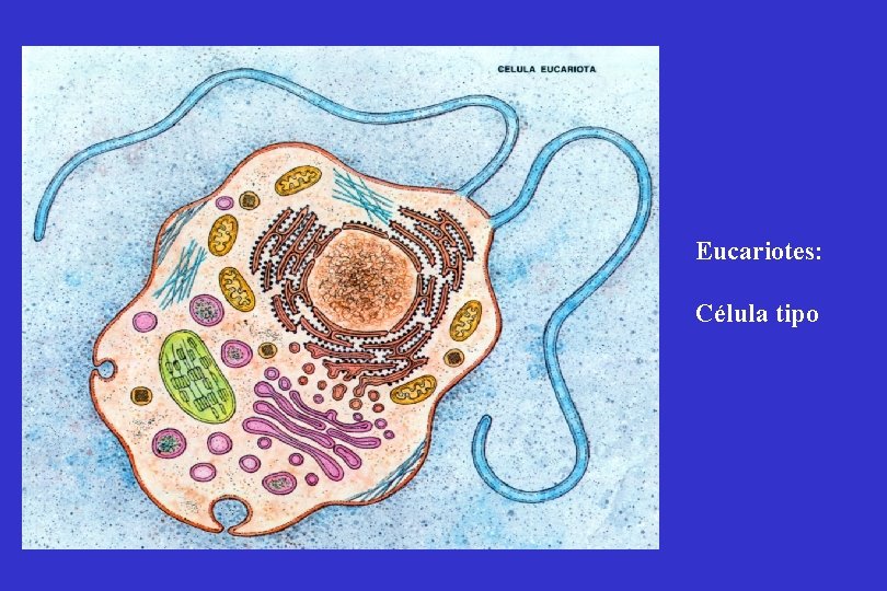 Eucariotes: Célula tipo 
