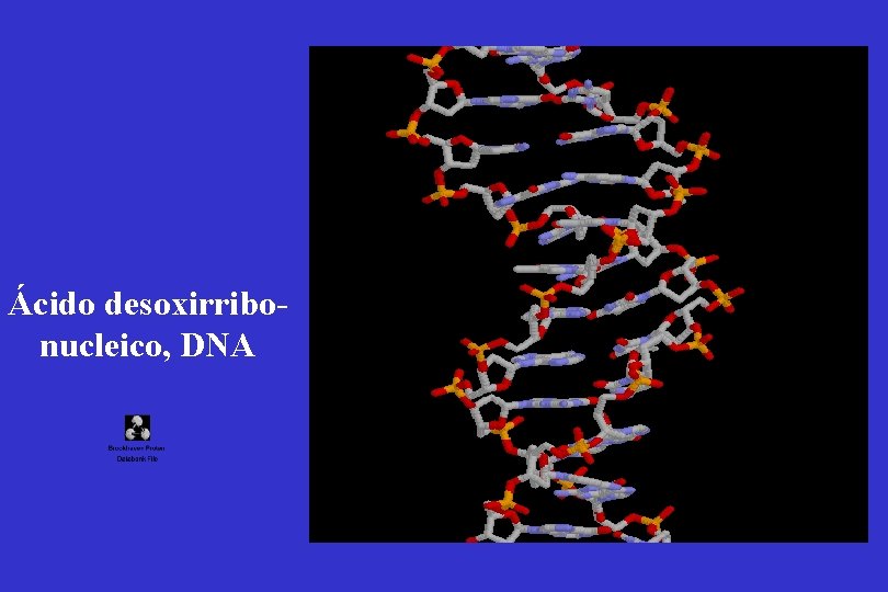 Ácido desoxirribonucleico, DNA 