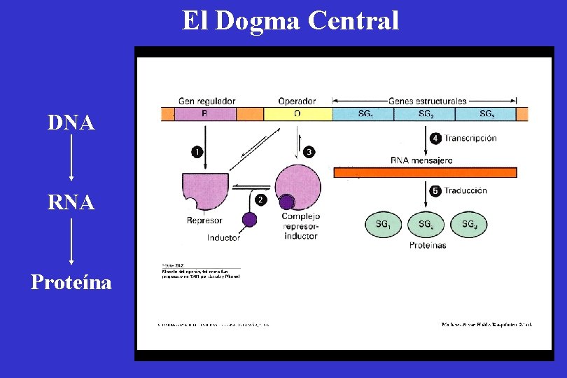 El Dogma Central DNA RNA Proteína 