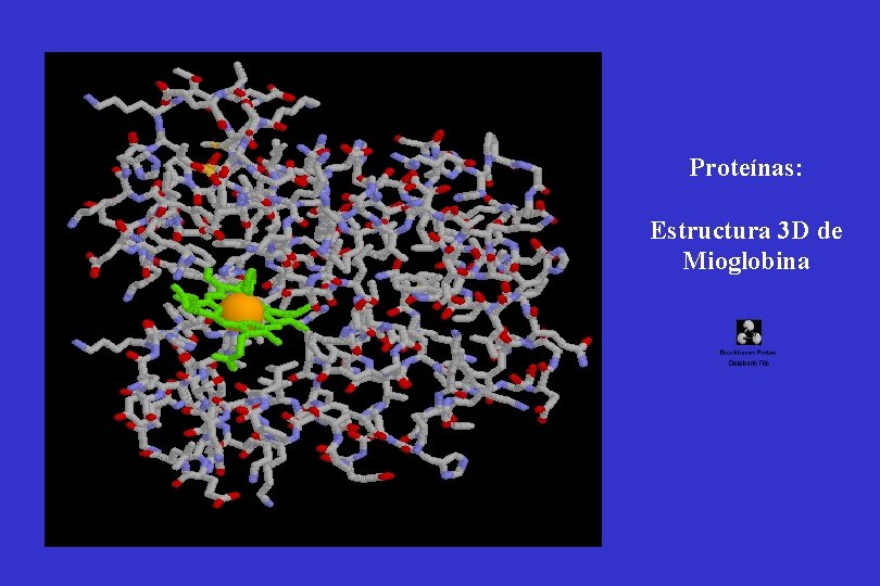 Proteínas: Estructura 3 D de Mioglobina 