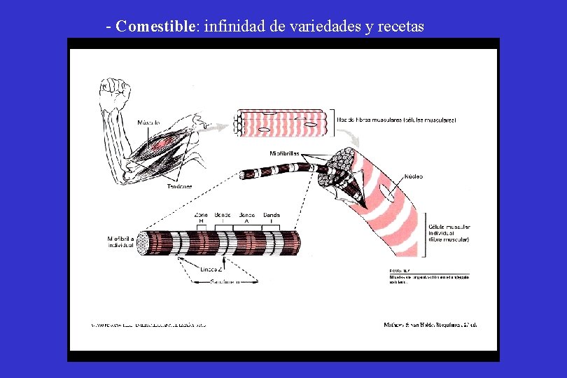 - Comestible: infinidad de variedades y recetas 