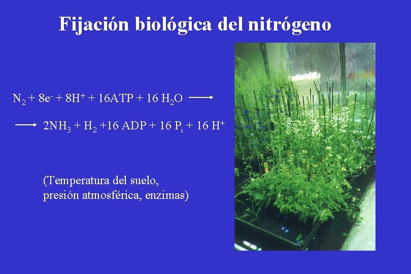 Fijación biológica del nitrógeno N 2 + 8 e- + 8 H+ + 16