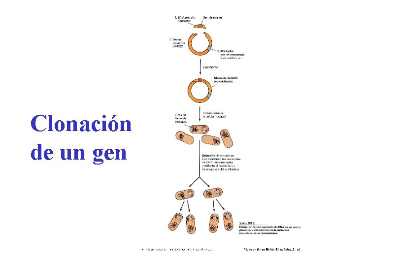 Clonación de un gen 