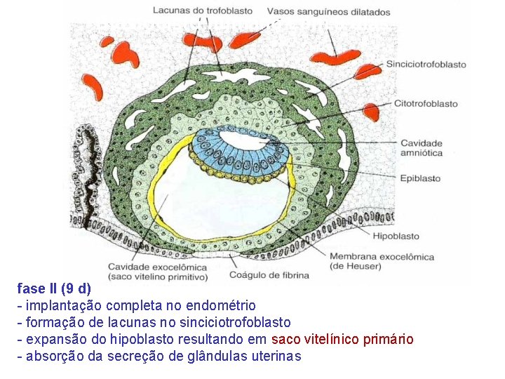 Blastocisto humano com 9 dias fase II (9 d) - implantação completa no endométrio