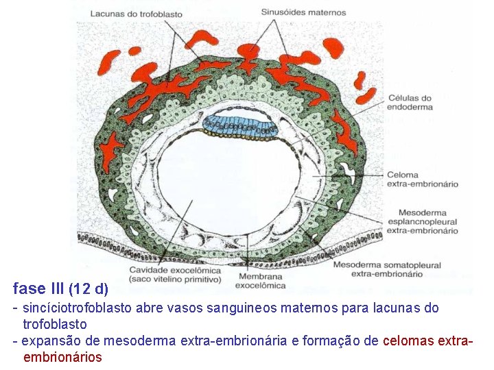 fase III (12 d) - sincíciotrofoblasto abre vasos sanguineos maternos para lacunas do trofoblasto