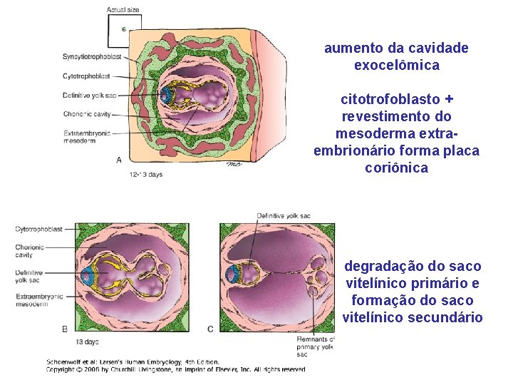 aumento da cavidade exocelômica citotrofoblasto + revestimento do mesoderma extraembrionário forma placa coriônica degradação