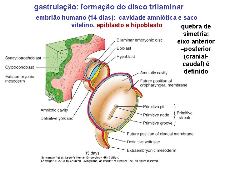 gastrulação: formação do disco trilaminar embrião humano (14 dias): cavidade amniótica e saco vitelino,