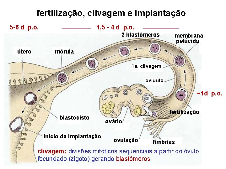 fertilização, clivagem e implantação 5 -6 d p. o. 1, 5 - 4 d