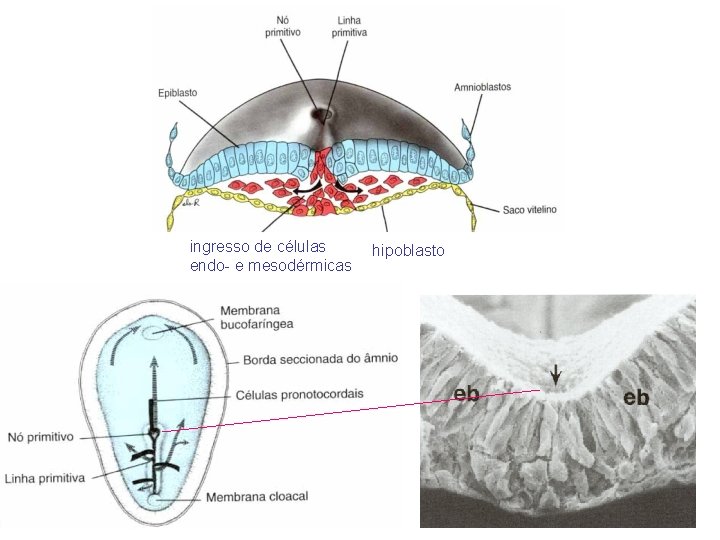 ingresso de células endo- e mesodérmicas hipoblasto 