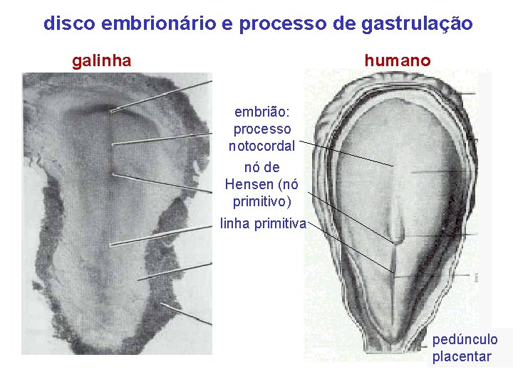 disco embrionário e processo de gastrulação galinha humano embrião: processo notocordal nó de Hensen