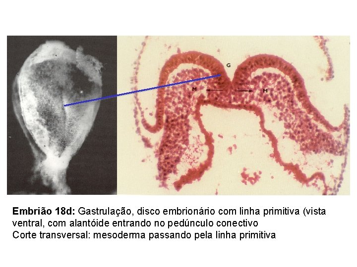 Embrião 18 d: Gastrulação, disco embrionário com linha primitiva (vista ventral, com alantóide entrando