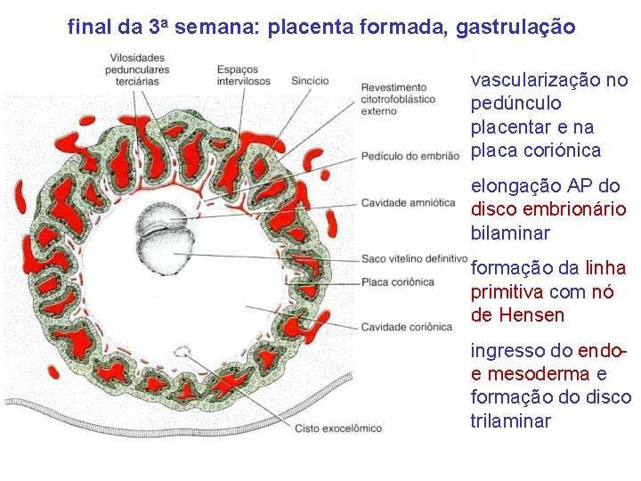 final da 3 a semana: placenta formada, gastrulação vascularização no pedúnculo placentar e na