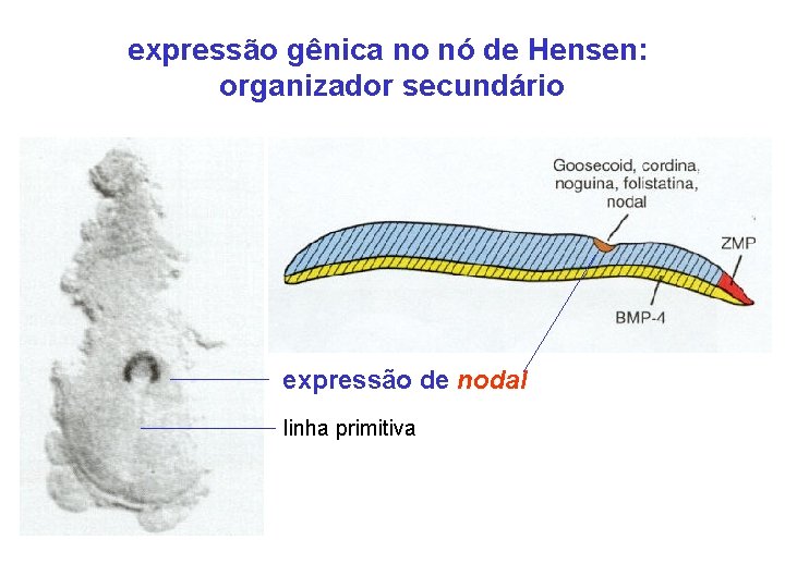 expressão gênica no nó de Hensen: organizador secundário expressão de nodal linha primitiva 