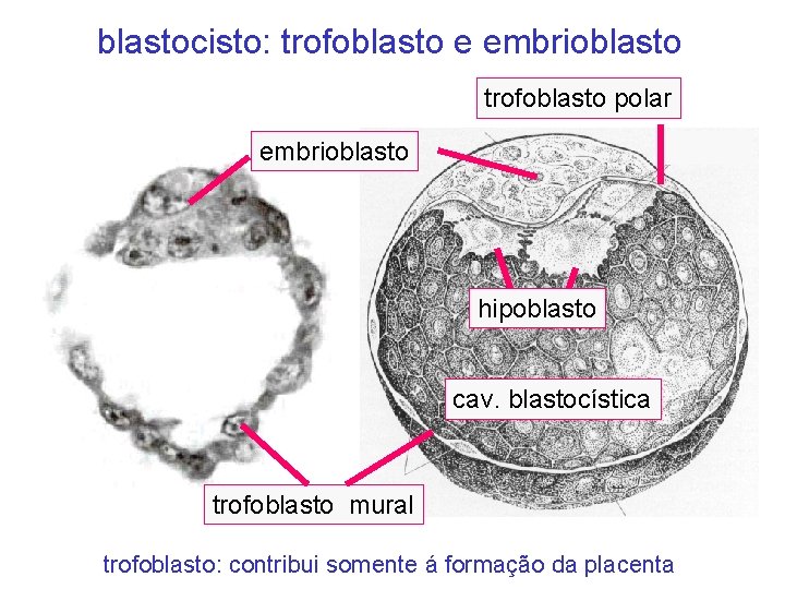 blastocisto: trofoblasto e embrioblasto trofoblasto polar embrioblasto hipoblasto cav. blastocística trofoblasto mural trofoblasto: contribui