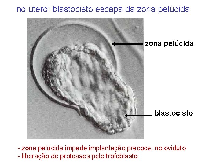 no útero: blastocisto escapa da zona pelúcida blastocisto - zona pelúcida impede implantação precoce,