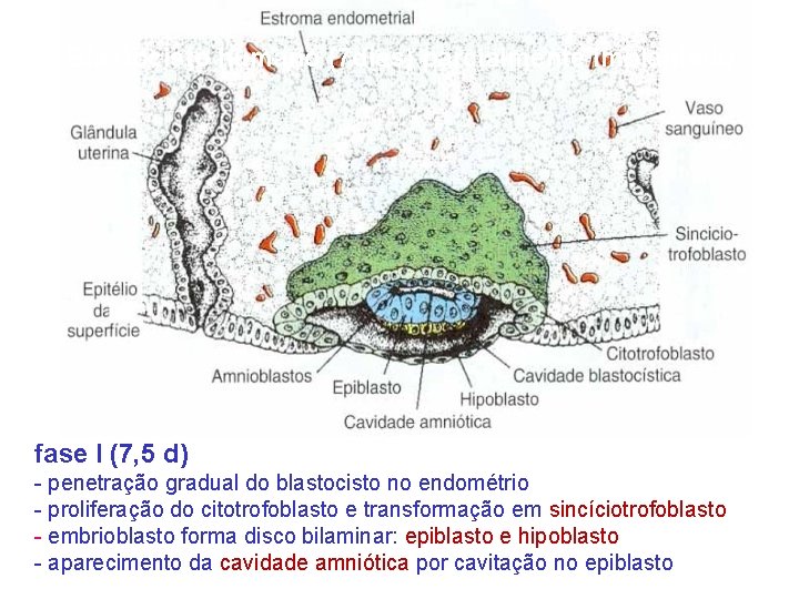 Blastocisto humano (7 dias) parcialmente implantado fase I (7, 5 d) - penetração gradual