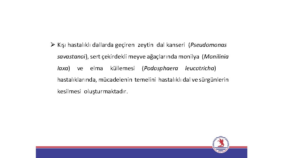 Ø Kışı hastalıklı dallarda geçiren zeytin dal kanseri (Pseudomonas savastanoi), sert çekirdekli meyve ağaçlarında