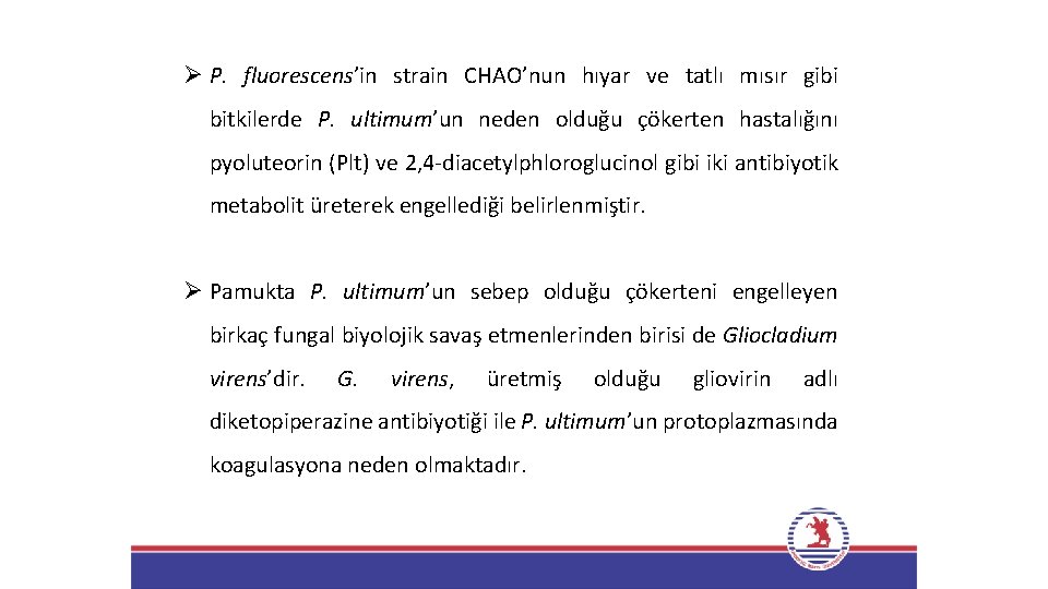 Ø P. fluorescens’in strain CHAO’nun hıyar ve tatlı mısır gibi bitkilerde P. ultimum’un neden