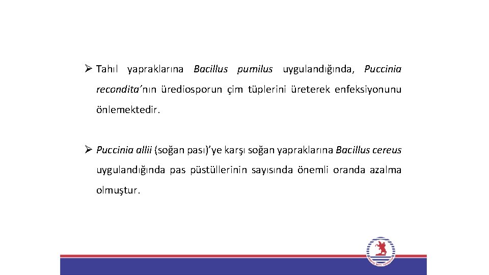 Ø Tahıl yapraklarına Bacillus pumilus uygulandığında, Puccinia recondita’nın ürediosporun çim tüplerini üreterek enfeksiyonunu önlemektedir.