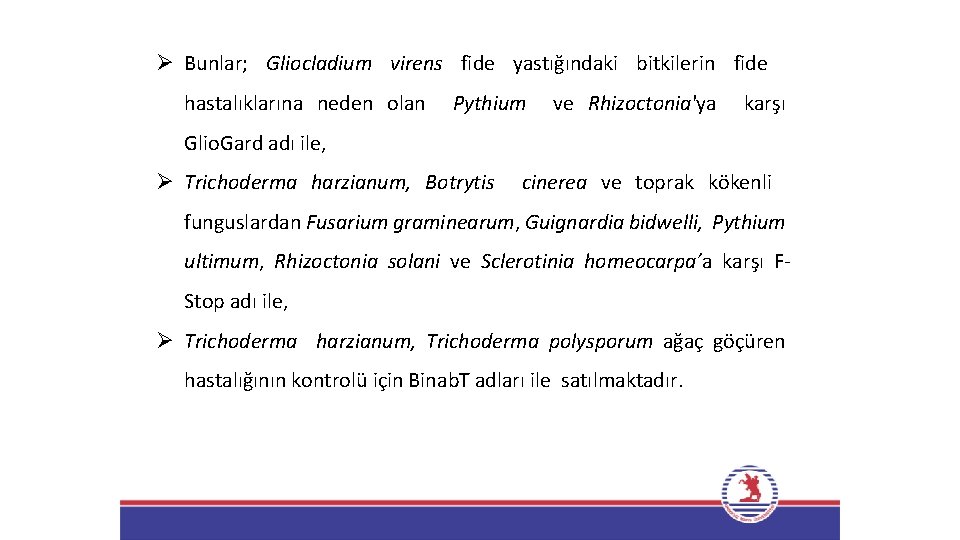 Ø Bunlar; Gliocladium virens fide yastığındaki bitkilerin fide hastalıklarına neden olan Pythium ve Rhizoctonia'ya