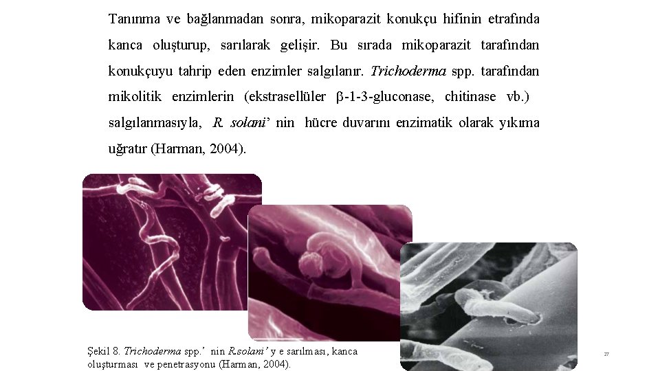 Tanınma ve bağlanmadan sonra, mikoparazit konukçu hifinin etrafında kanca oluşturup, sarılarak gelişir. Bu sırada