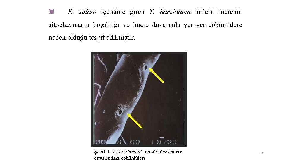 R. solani içerisine giren T. harzianum hifleri hücrenin sitoplazmasını boşalttığı ve hücre duvarında yer