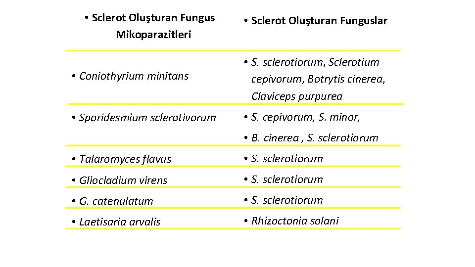  • Sclerot Oluşturan Fungus Mikoparazitleri • Sclerot Oluşturan Funguslar • Coniothyrium minitans •