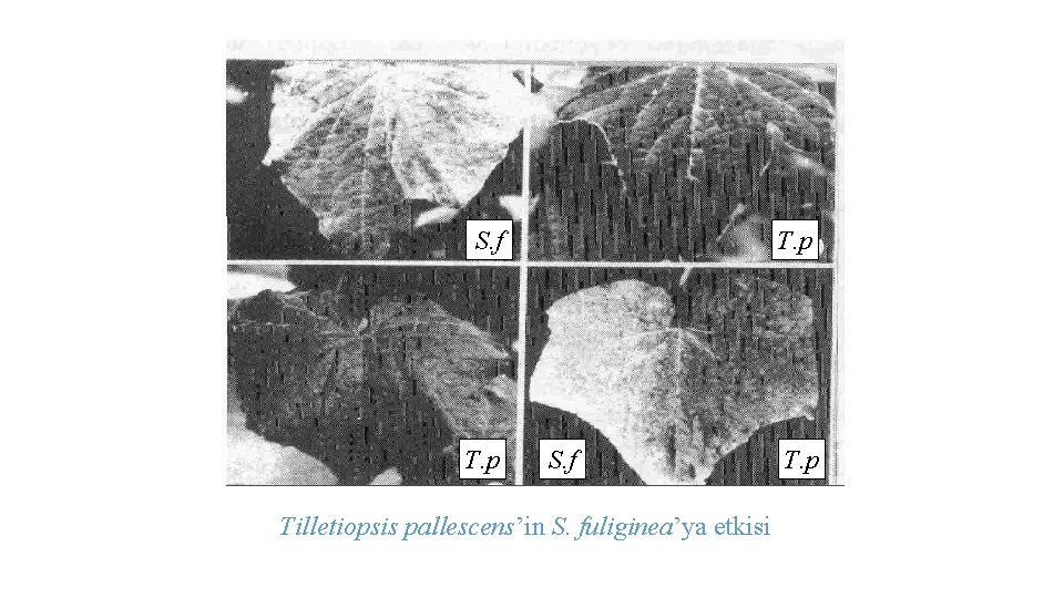 S. f T. p S. f Tilletiopsis pallescens’in S. fuliginea’ya etkisi T. p 