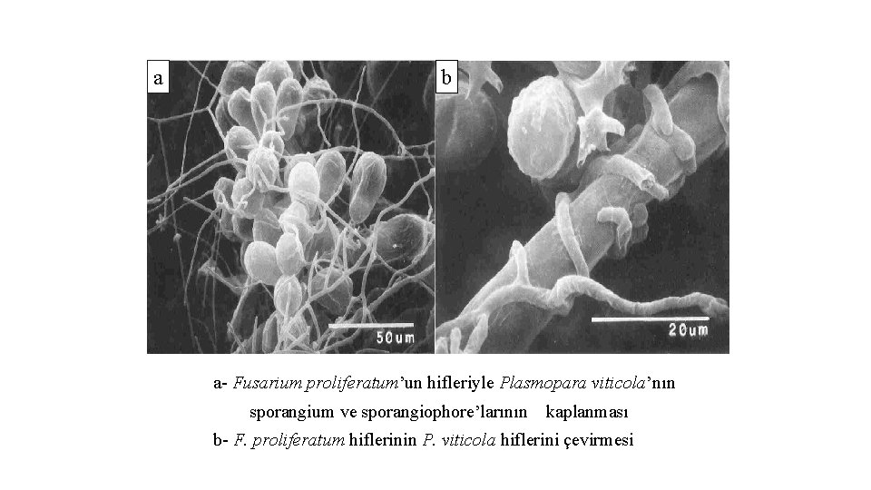 a b a- Fusarium proliferatum’un hifleriyle Plasmopara viticola’nın sporangium ve sporangiophore’larının kaplanması b- F.