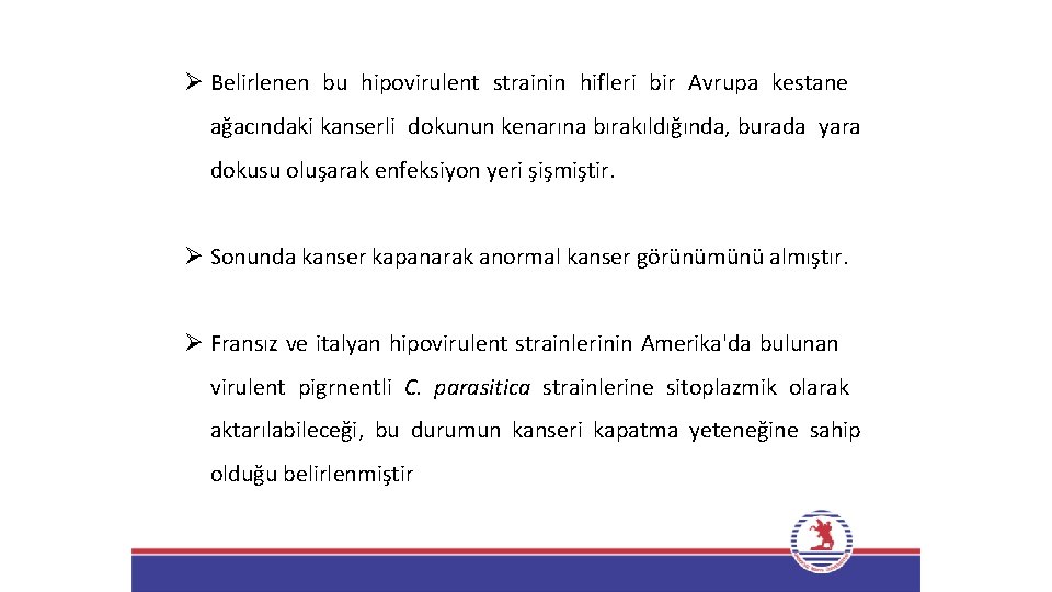 Ø Belirlenen bu hipovirulent strainin hifleri bir Avrupa kestane ağacındaki kanserli dokunun kenarına bırakıldığında,