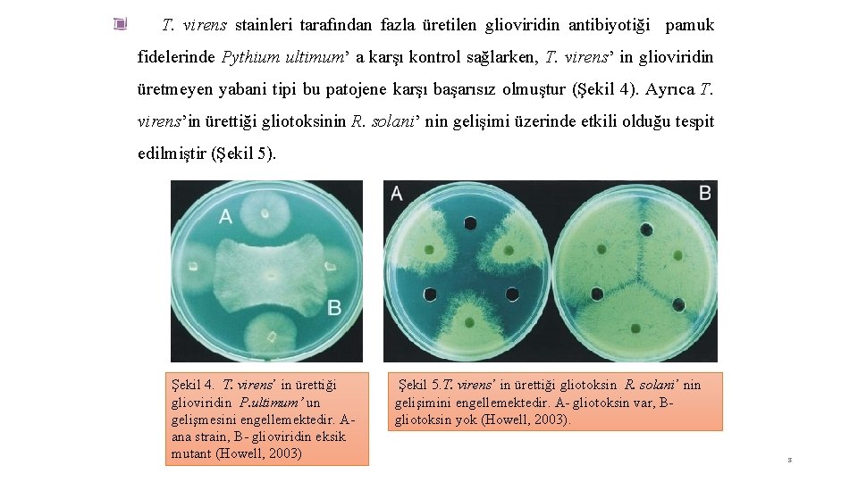 T. virens stainleri tarafından fazla üretilen glioviridin antibiyotiği pamuk fidelerinde Pythium ultimum’ a karşı