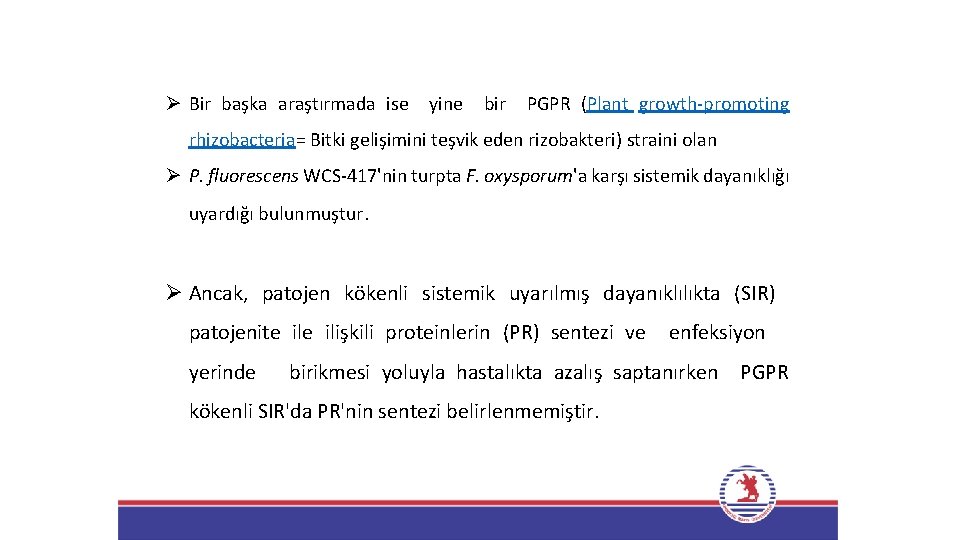 Ø Bir başka araştırmada ise yine bir PGPR (Plant growth-promoting rhizobacteria= Bitki gelişimini teşvik