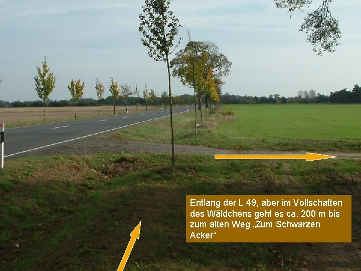 Entlang der L 49, aber im Vollschatten des Wäldchens geht es ca. 200 m