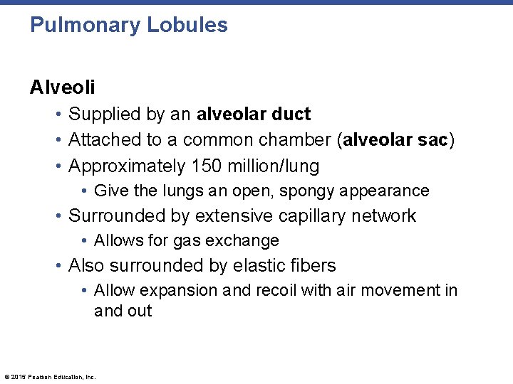Pulmonary Lobules Alveoli • Supplied by an alveolar duct • Attached to a common