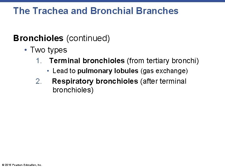 The Trachea and Bronchial Branches Bronchioles (continued) • Two types 1. Terminal bronchioles (from