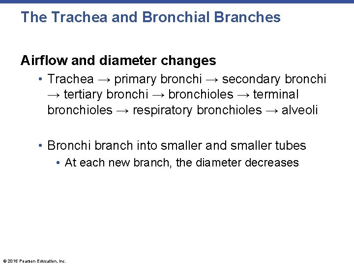 The Trachea and Bronchial Branches Airflow and diameter changes • Trachea → primary bronchi