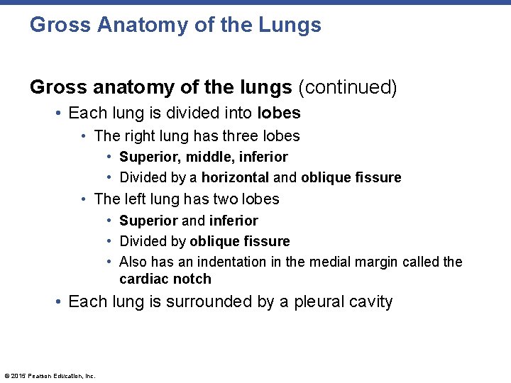 Gross Anatomy of the Lungs Gross anatomy of the lungs (continued) • Each lung