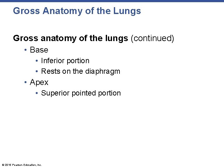Gross Anatomy of the Lungs Gross anatomy of the lungs (continued) • Base •