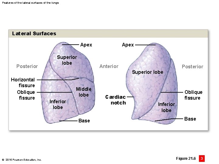 Features of the lateral surfaces of the lungs Lateral Surfaces Apex Posterior Superior lobe